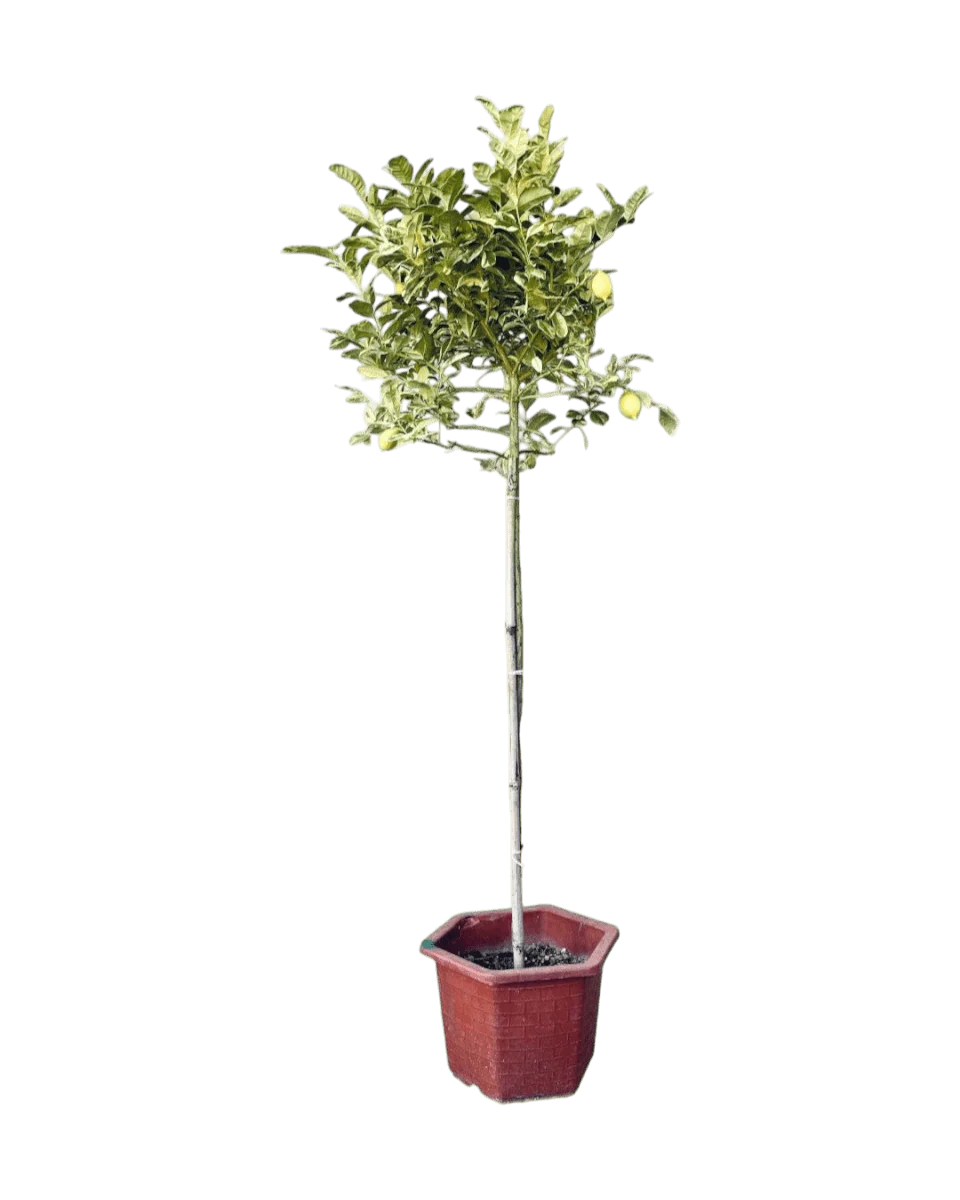 Lemon Tree Variegated (1.3-1.5m) - Image 11
