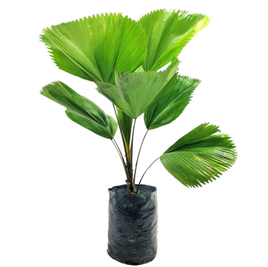 Licuala Grandis / Ruffled Fan Palm - Image 3