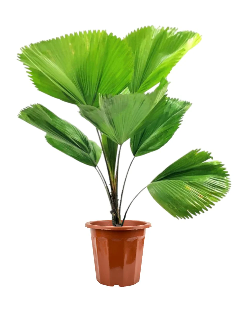 Licuala Grandis / Ruffled Fan Palm - Image 4