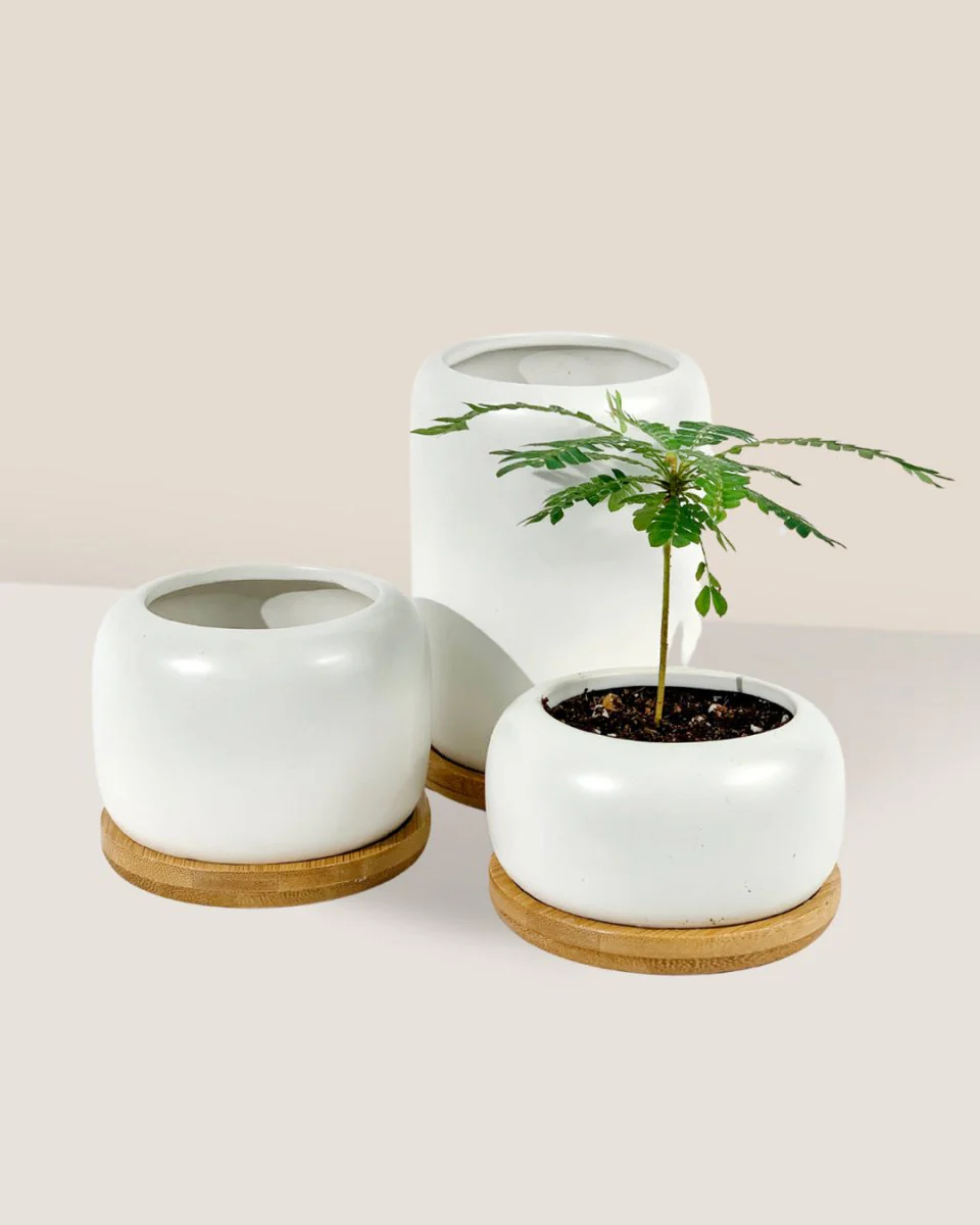 Matte White Cement Pot with Wooden Tray - Short - Image 6