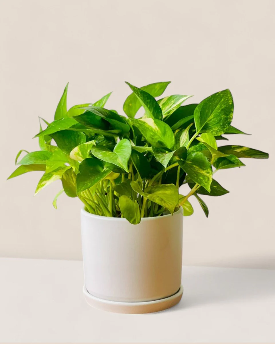 Medium Abigail Pot with Tray - Image 2