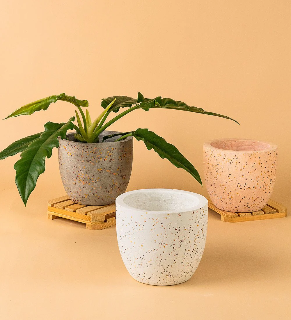 Egg Pots - Medium - Image 8