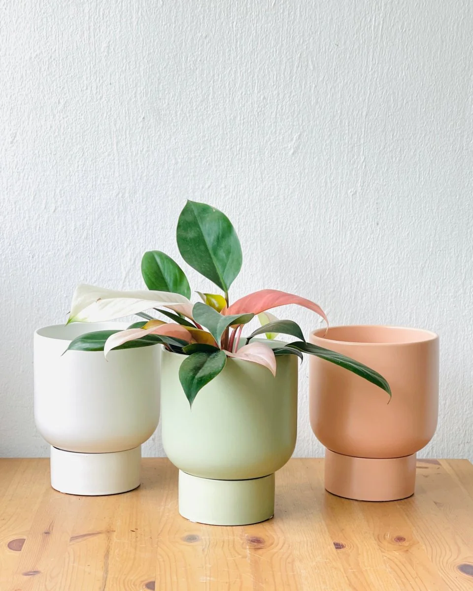 Nicole Ceramic Pot - Medium