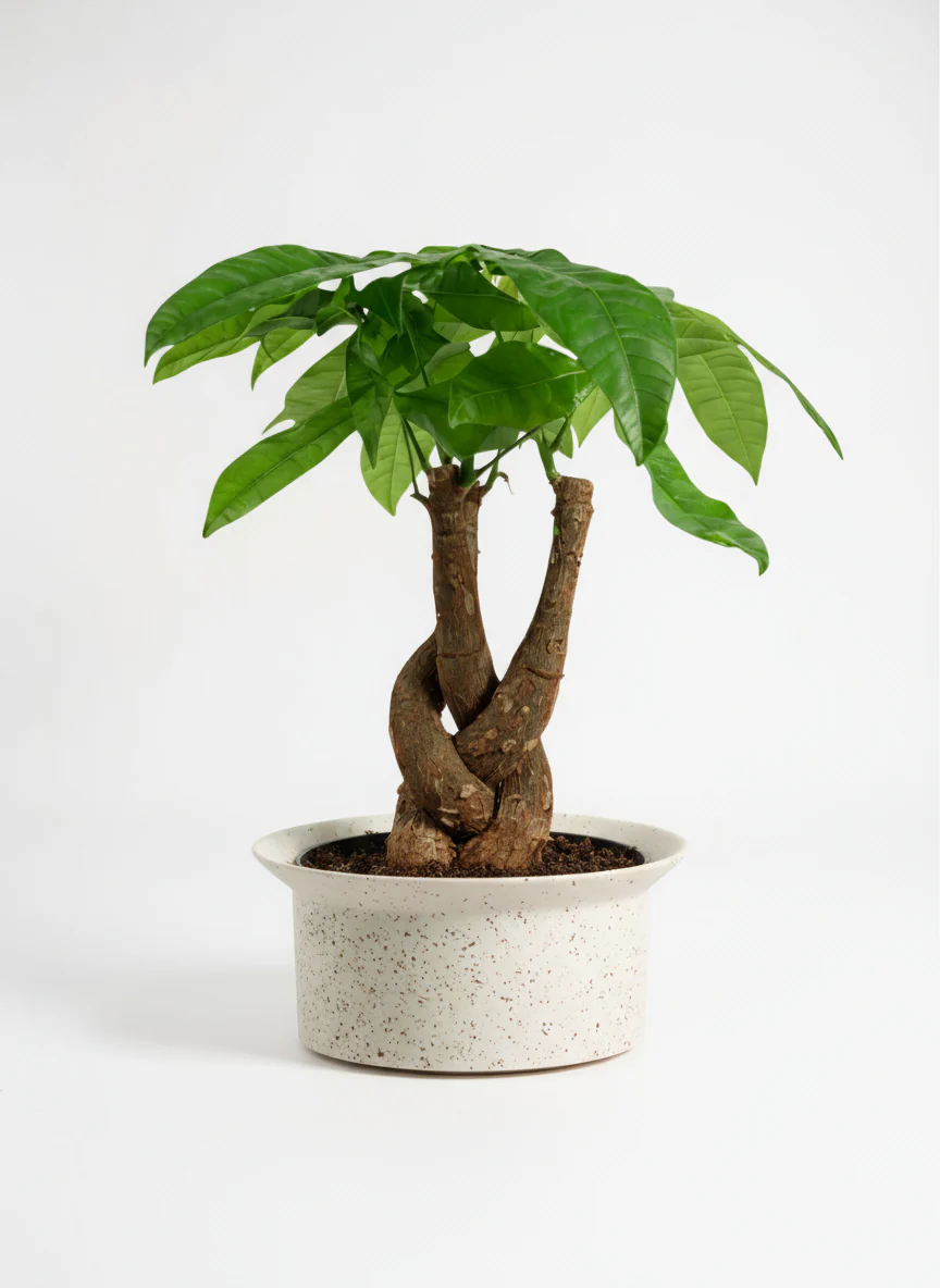 Money Tree Fat Luck - Image 6