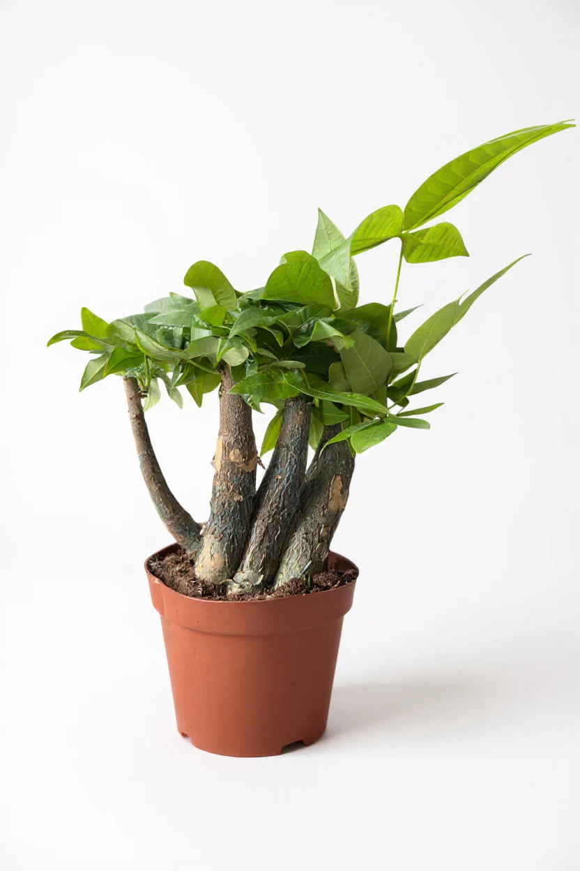 Money Tree Full Bloom - Image 3