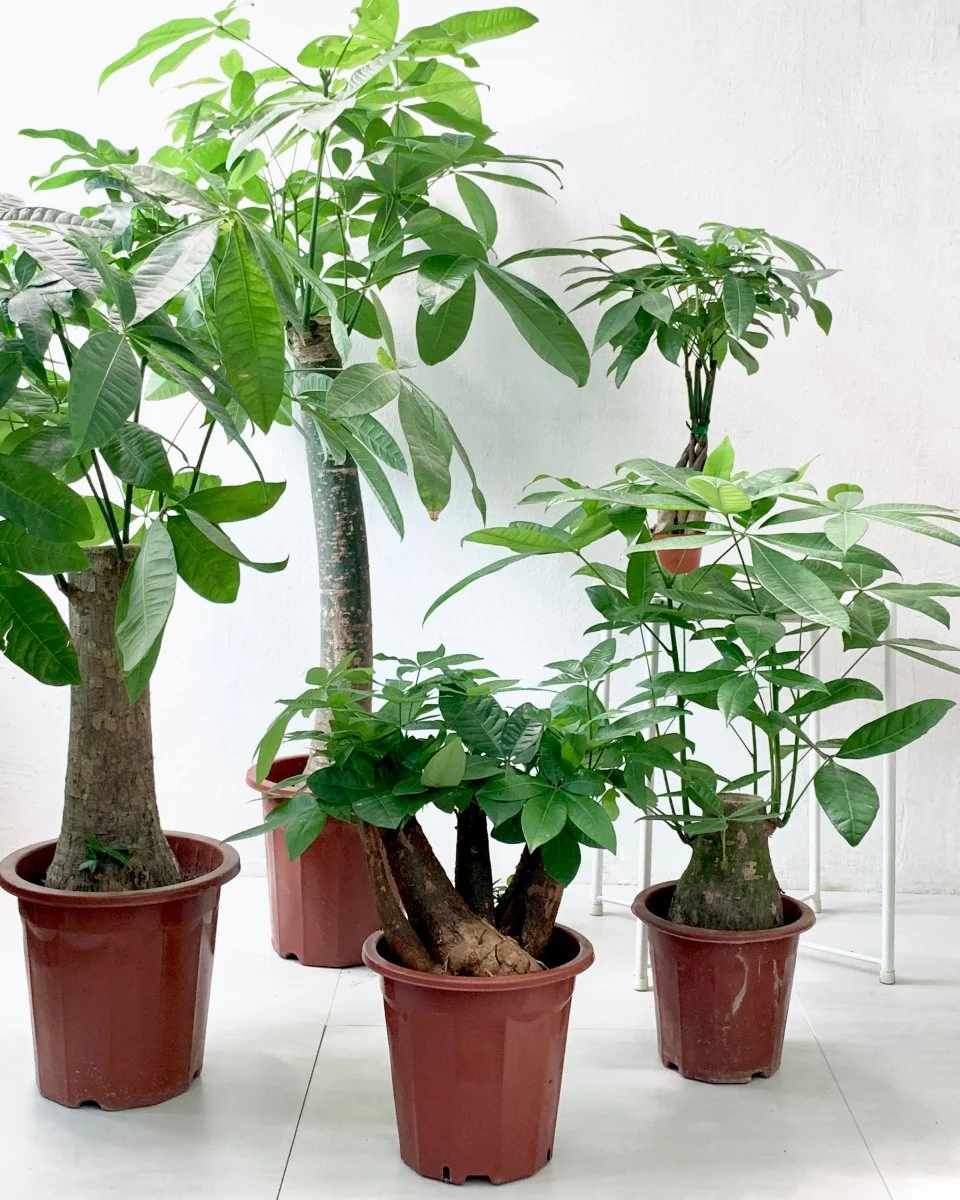 Money Tree - Single Trunk XL/XXL - Image 10