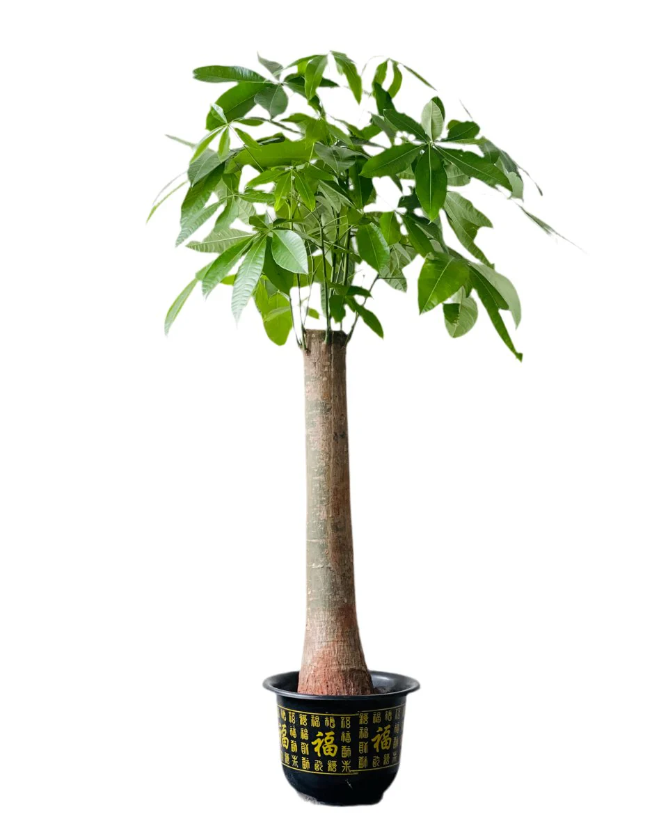 Money Tree - Single Trunk XL/XXL - Image 11