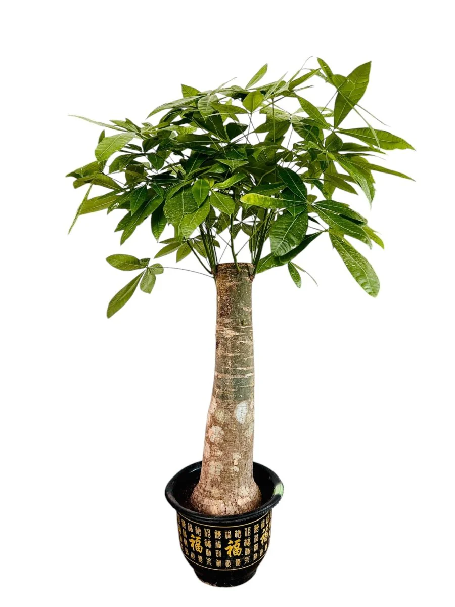 Money Tree - Single Trunk XL/XXL - Image 12
