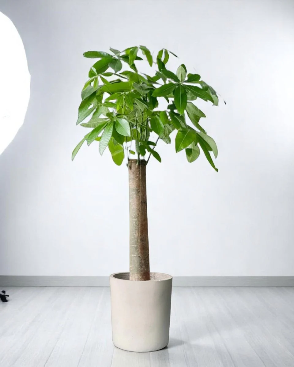 Money Tree - Single Trunk XL/XXL - Image 13