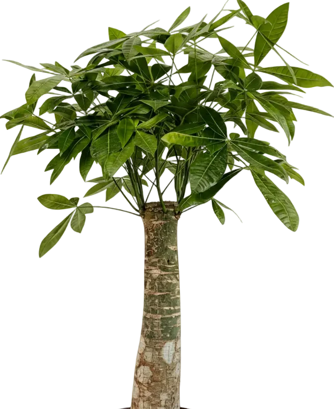 Money Tree - Single Trunk XL/XXL - Image 16