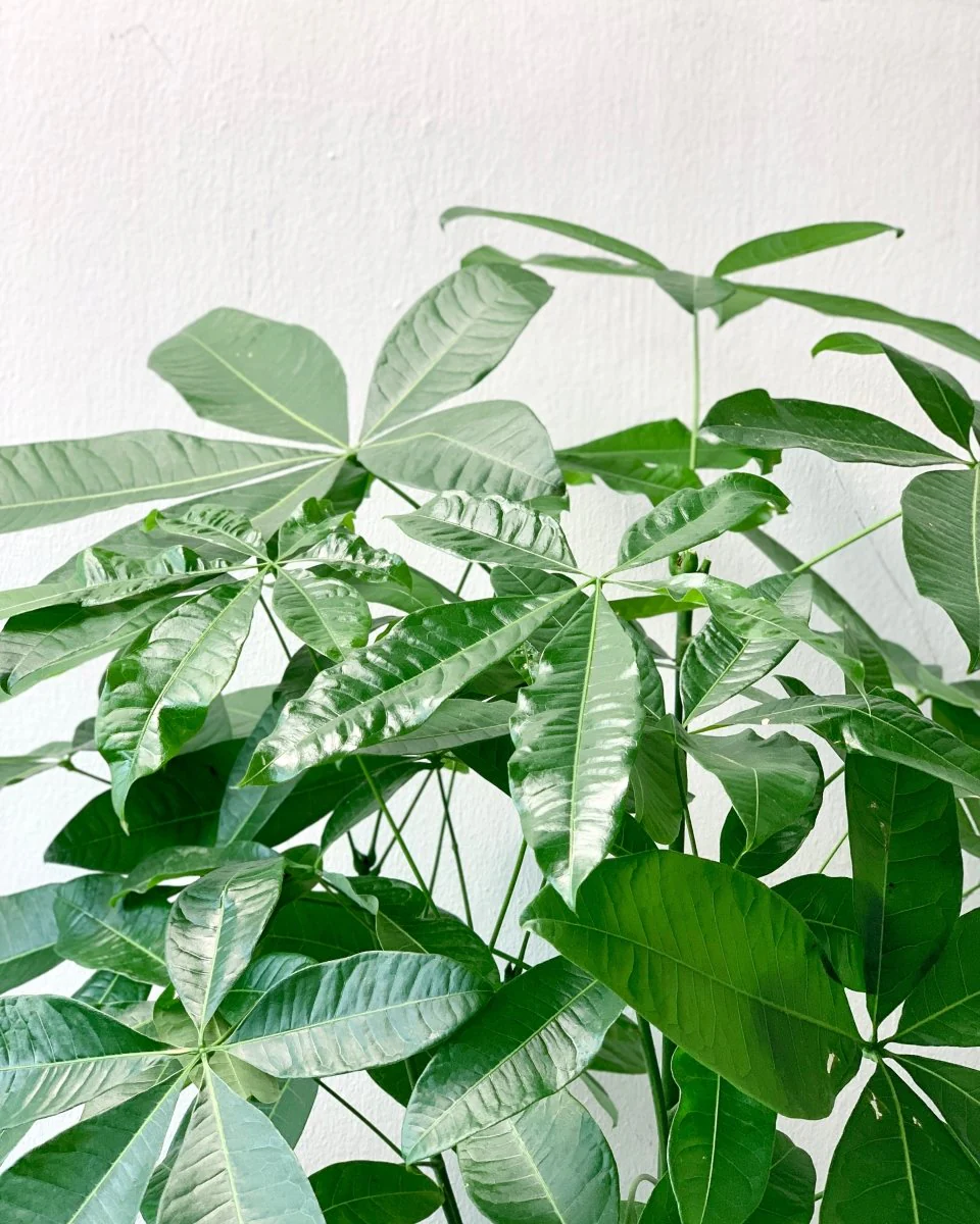 Money Tree - Single Trunk XL/XXL - Image 4