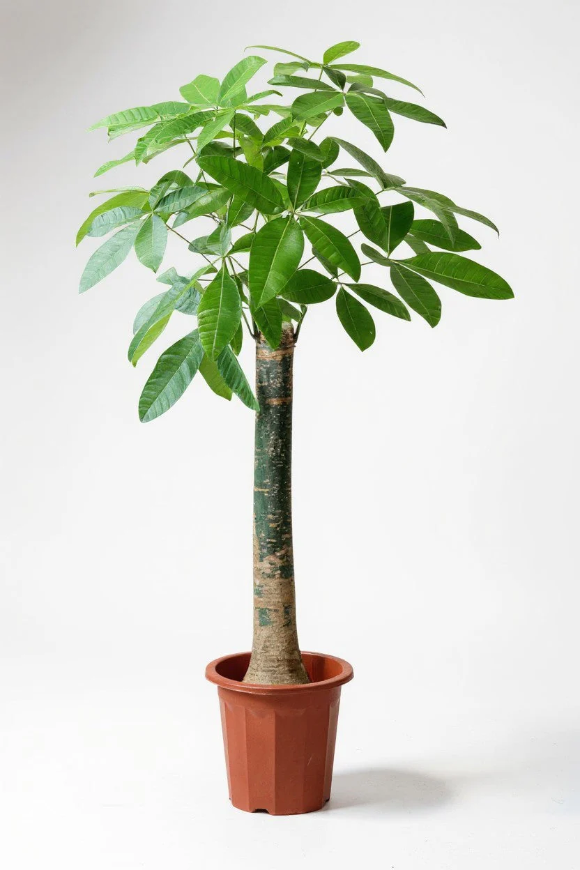 Money Tree - Single Trunk XL/XXL - Image 7