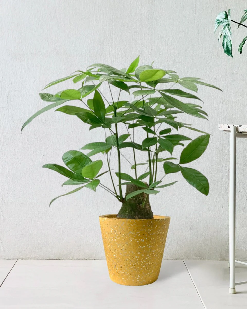 Money Tree - Single Trunk Junior - Image 8