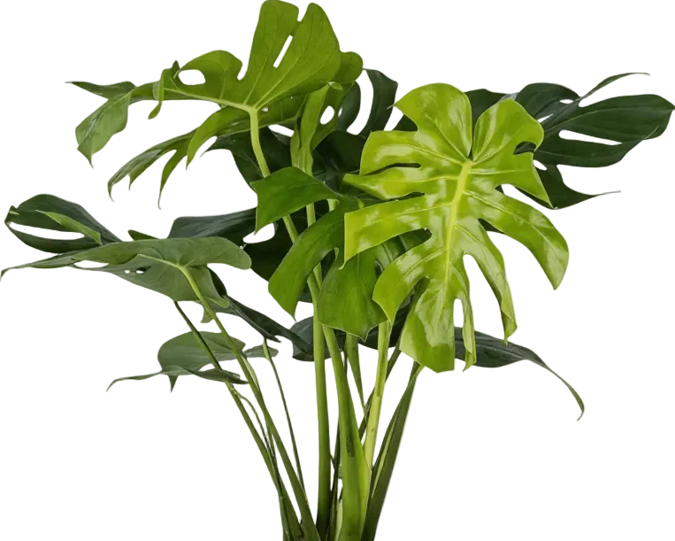 Monstera Deliciosa XL - Image 11