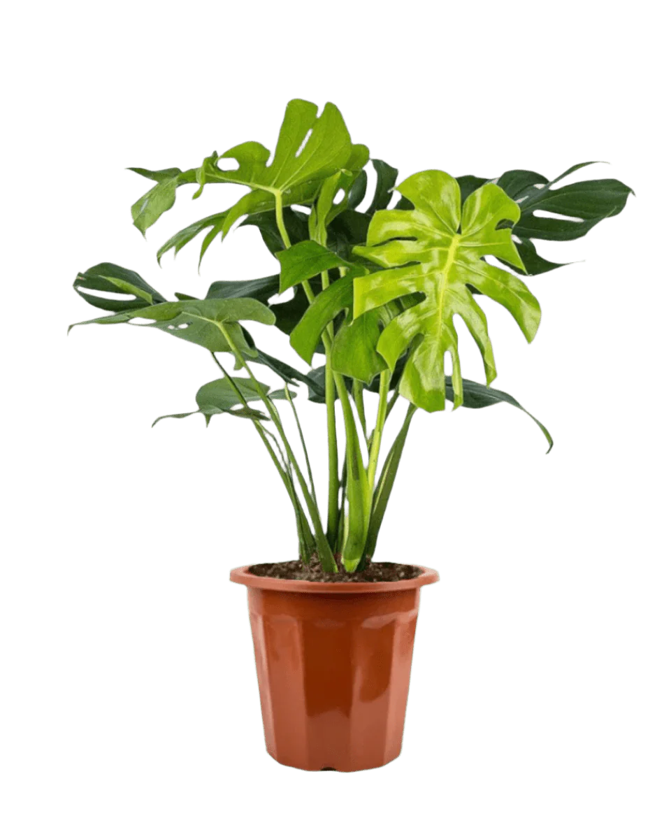Monstera Deliciosa XL - Image 9