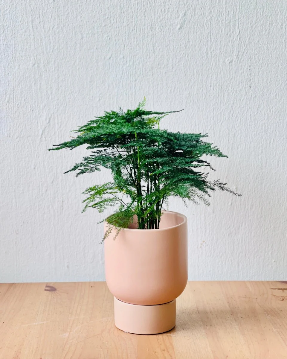 Nicole Ceramic Pot - Small - Image 4