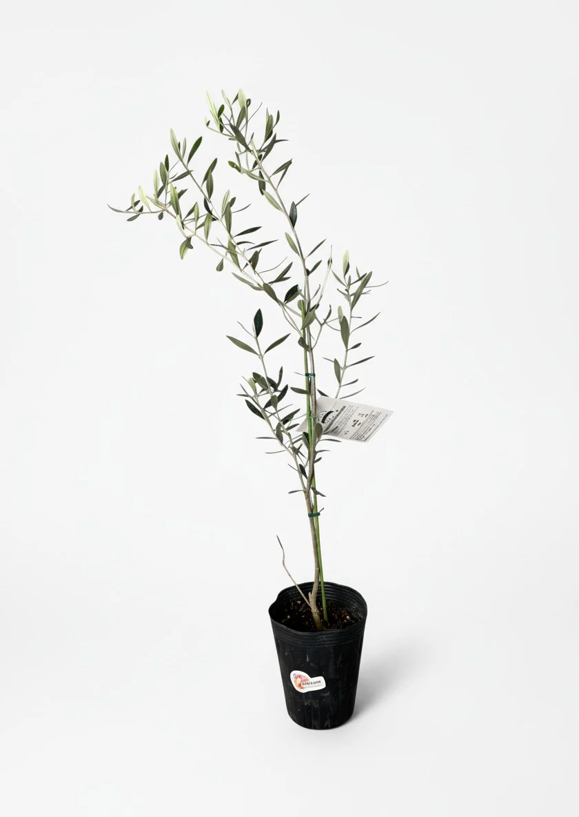 Olive Tree Standard - Japan - Image 2
