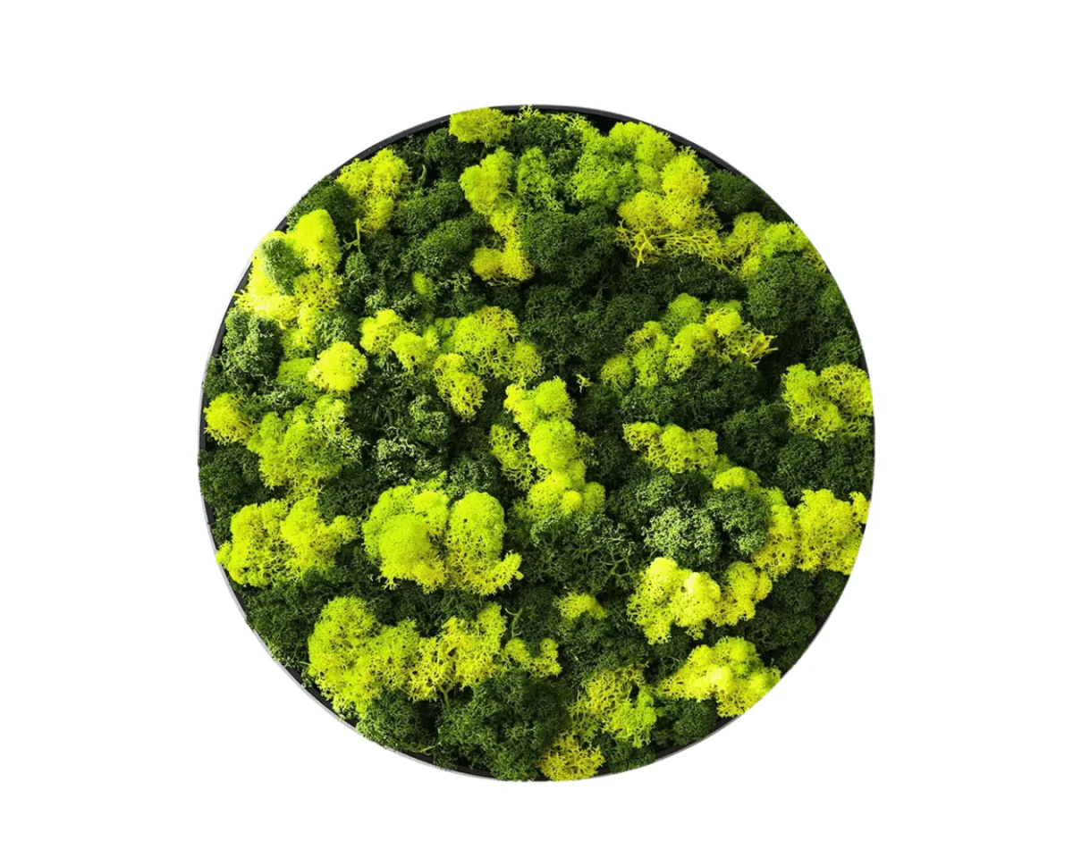 Orb Green - Preserved Plants: MOSS. - Image 13