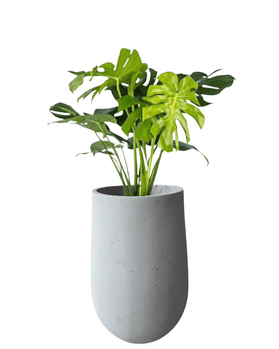 Ovalo Planter M - Image 2