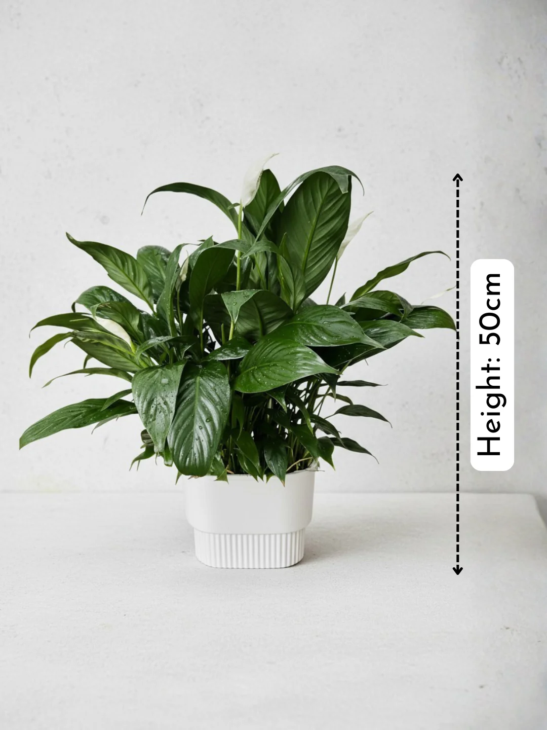 Peace Lily in Hydro - Self Watering - Image 6