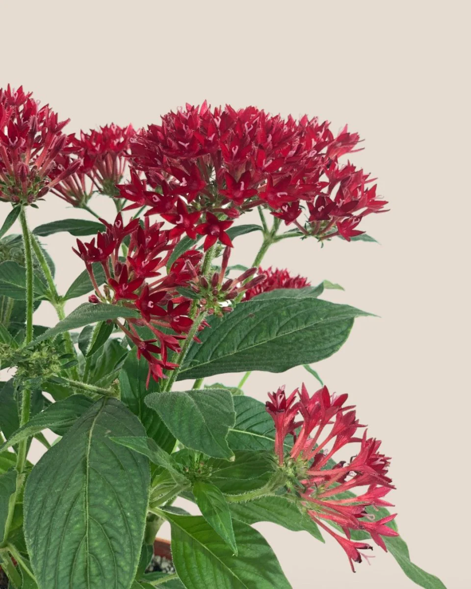 Pentas Flower - Image 6