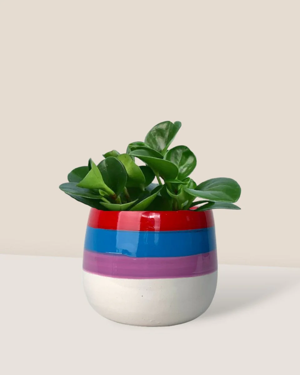 Peperomia - Baby Rubber Plant - Image 11