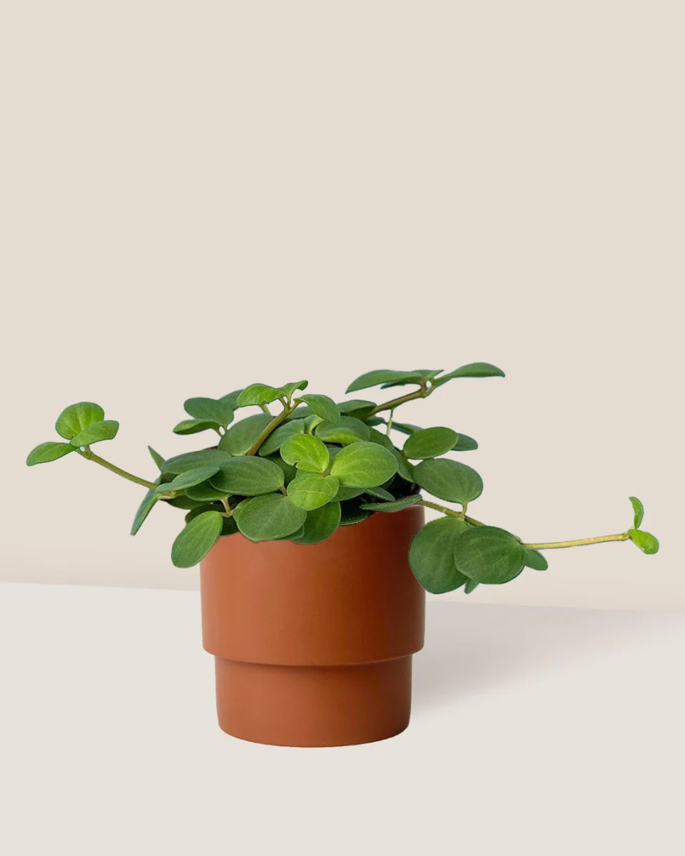 Peperomia Hope - Image 10