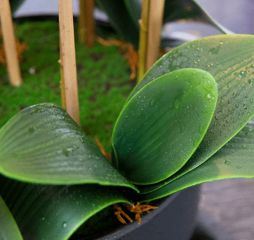 Phalaenopsis Charm - Lifelike Orchid Bloom Décor (Life-like Artificial) - Image 14