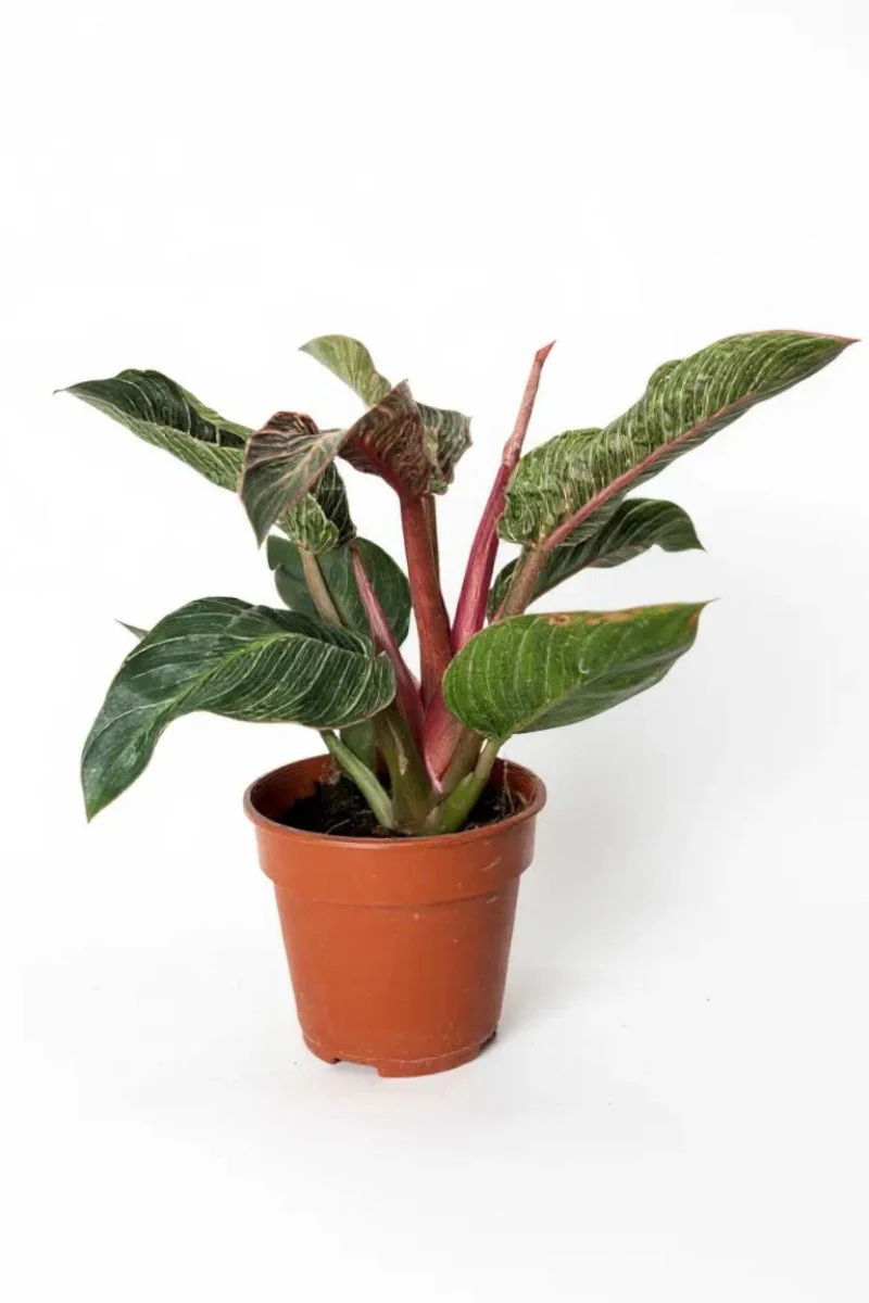 Philodendron Birkin - Pink - Image 10