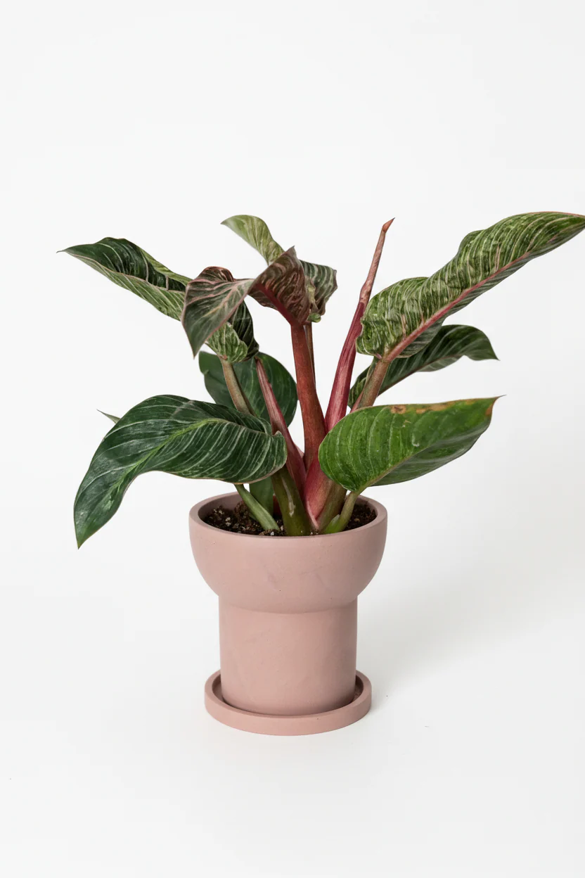 Philodendron Birkin - Pink - Image 6