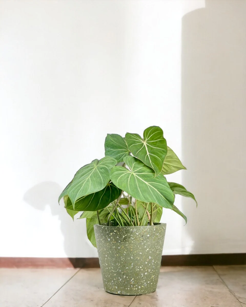 Philodendron Gloriosum - Image 2