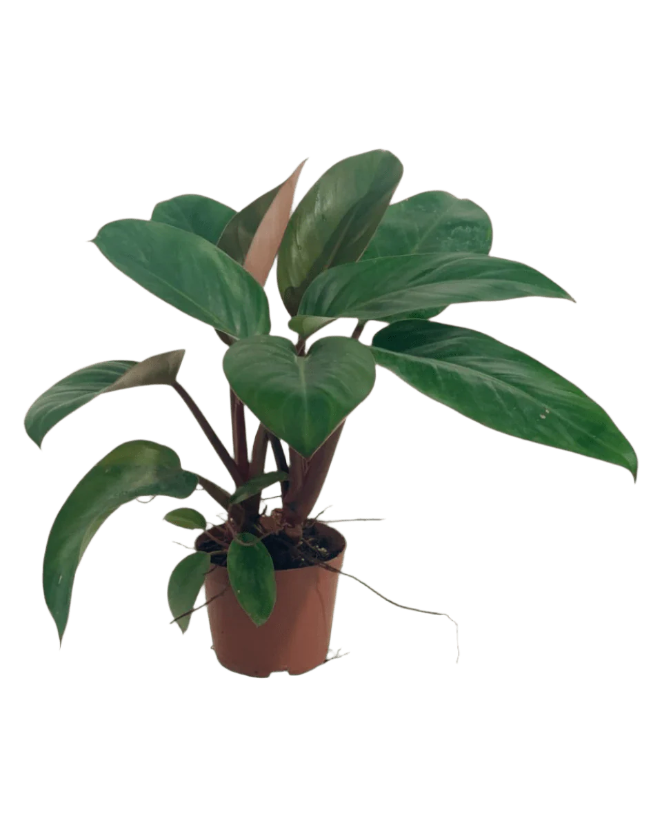 Philodendron Red Congo - Image 10