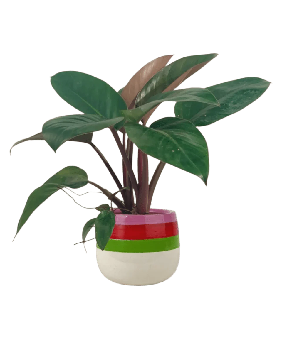 Philodendron Red Congo - Image 9