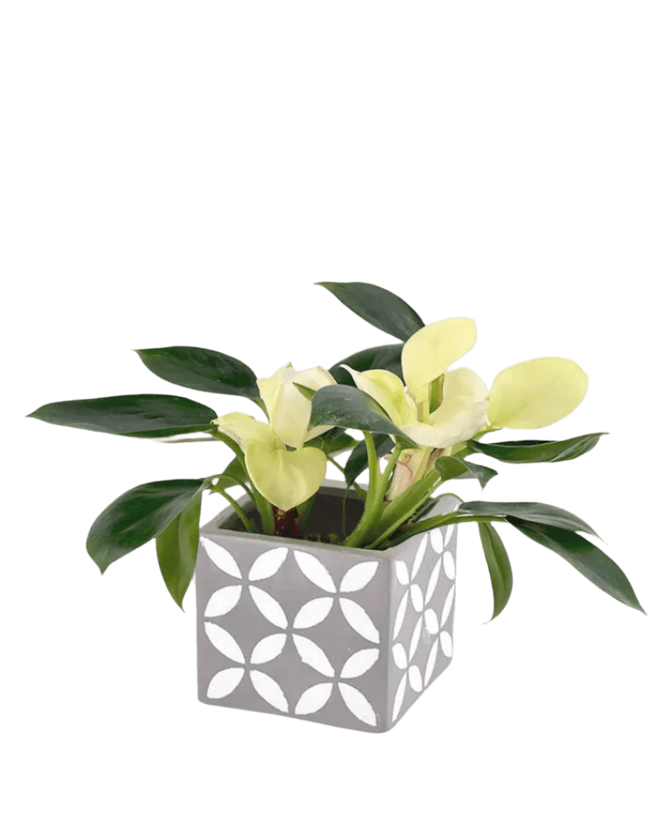 Philodendron White Congo - Image 9