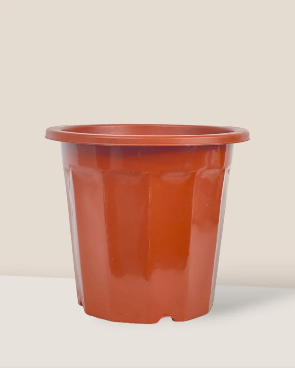 Plastic Grow Pot - Image 5
