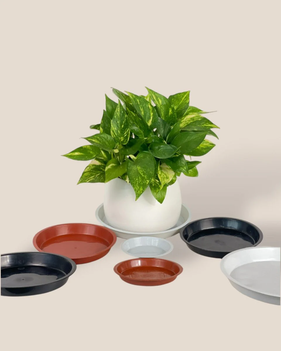 Plastic Tray (Brown) - Image 3