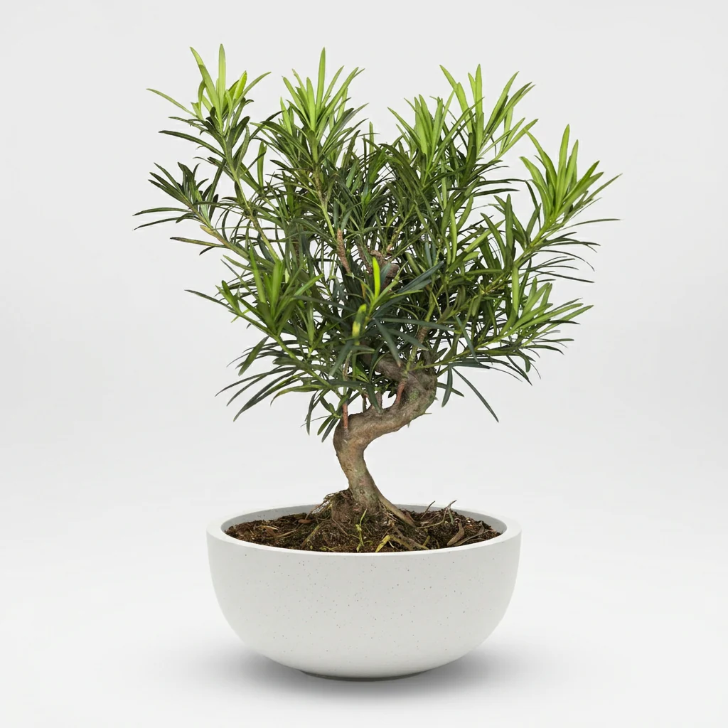 Podocarpus Macrophyllus Bonsai - Image 10