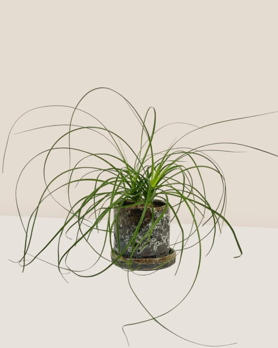 Ponytail Palm - Image 13