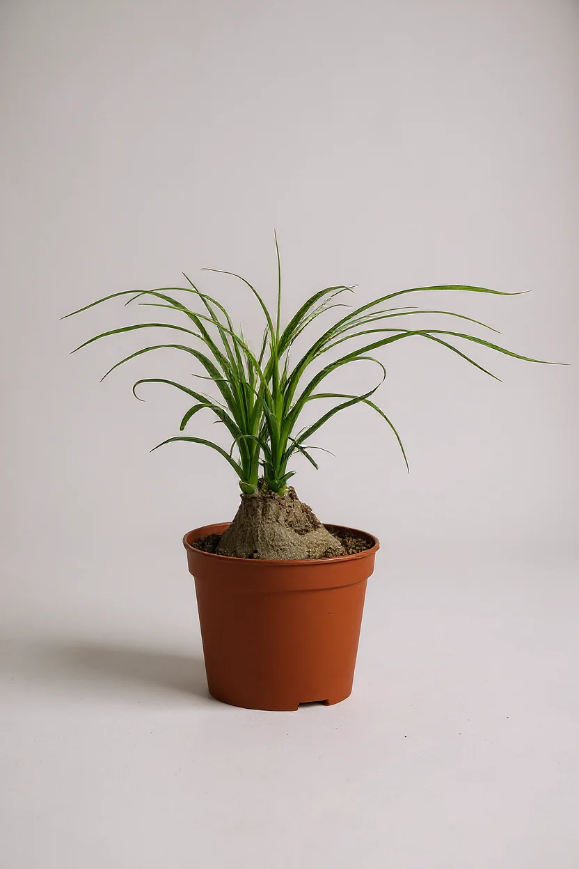 Ponytail Palm - Image 7