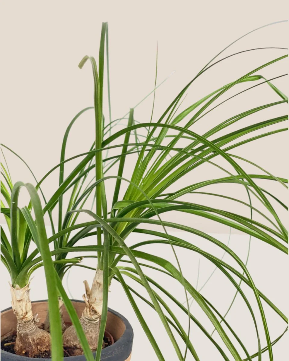 Ponytail Palm - Image 9