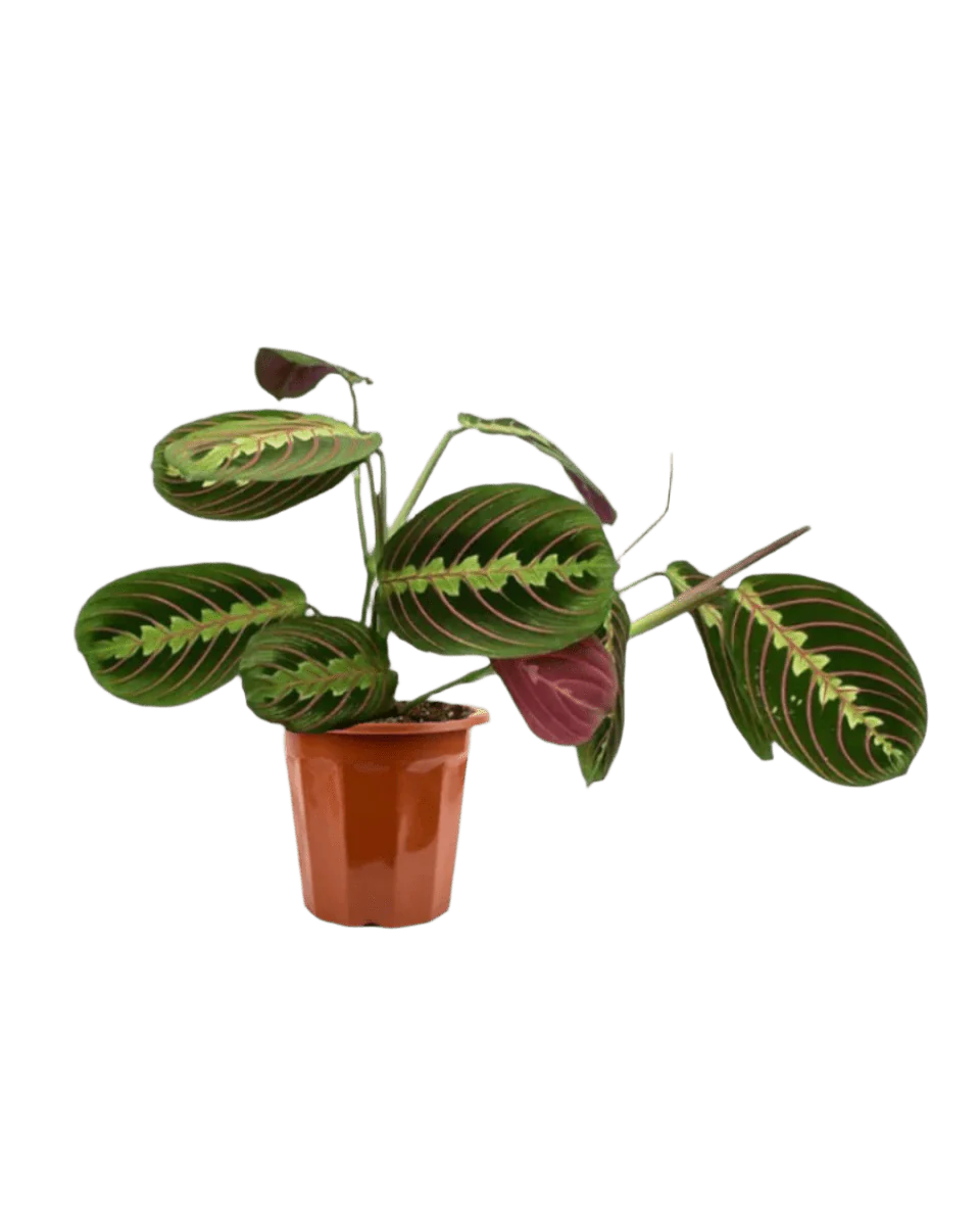 Marantha Prayer Plant - Image 8