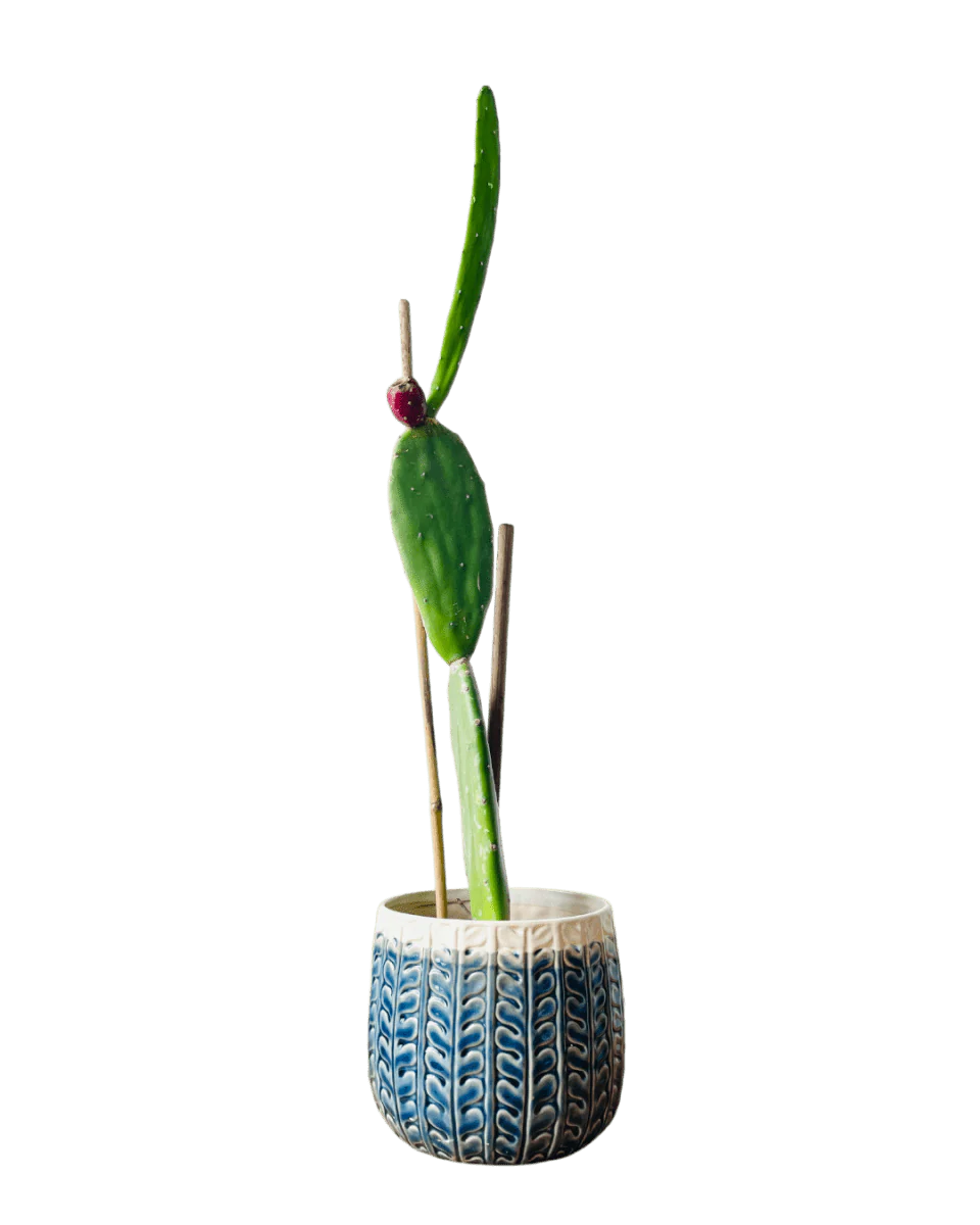 Prickly Pear Cactus (0.4m) - Image 7