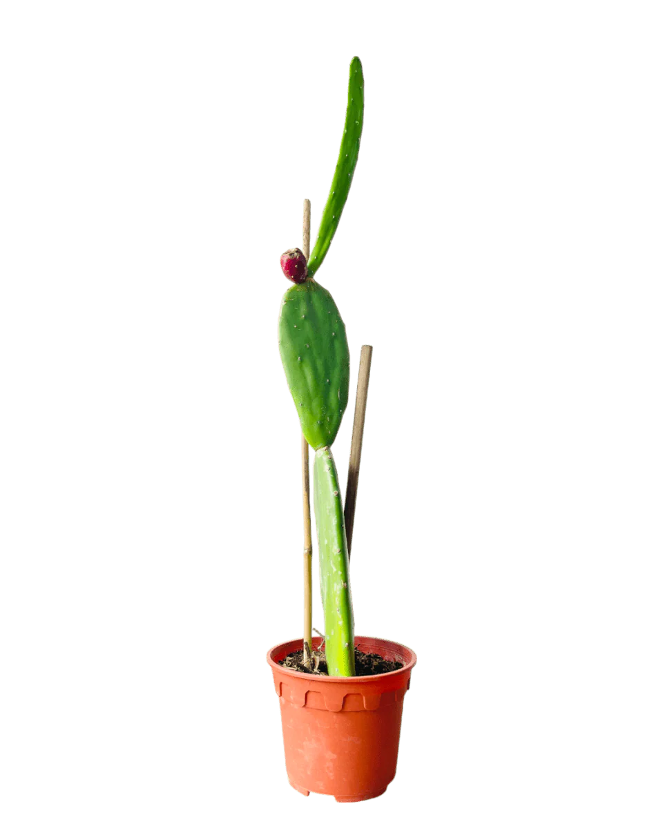 Prickly Pear Cactus (0.4m) - Image 9