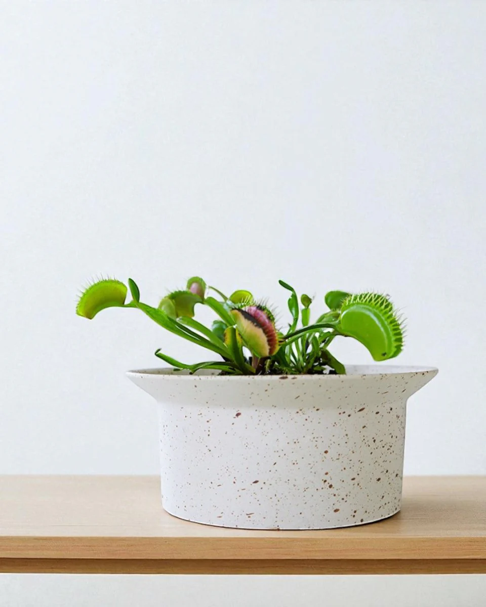 Ripple Bowl Ceramic Planter - Image 5