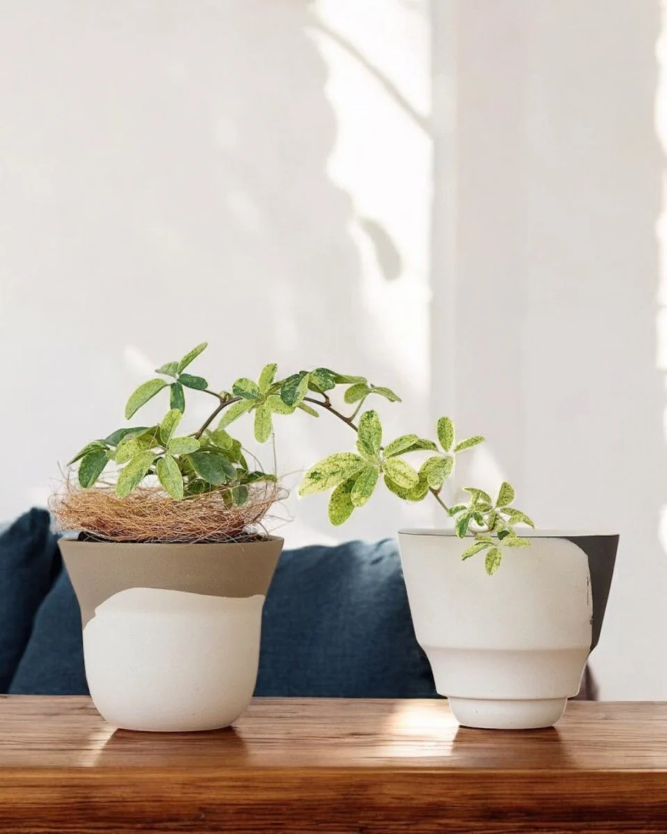 Ripple Cup Planter Mini - Image 4