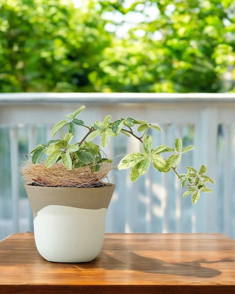 Ripple Cup Planter Mini - Image 5
