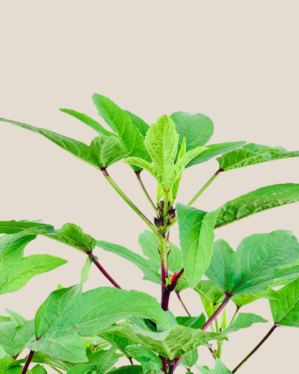 Roselle Plant - Image 5