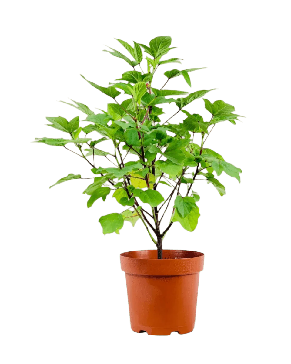 Roselle Plant - Image 6