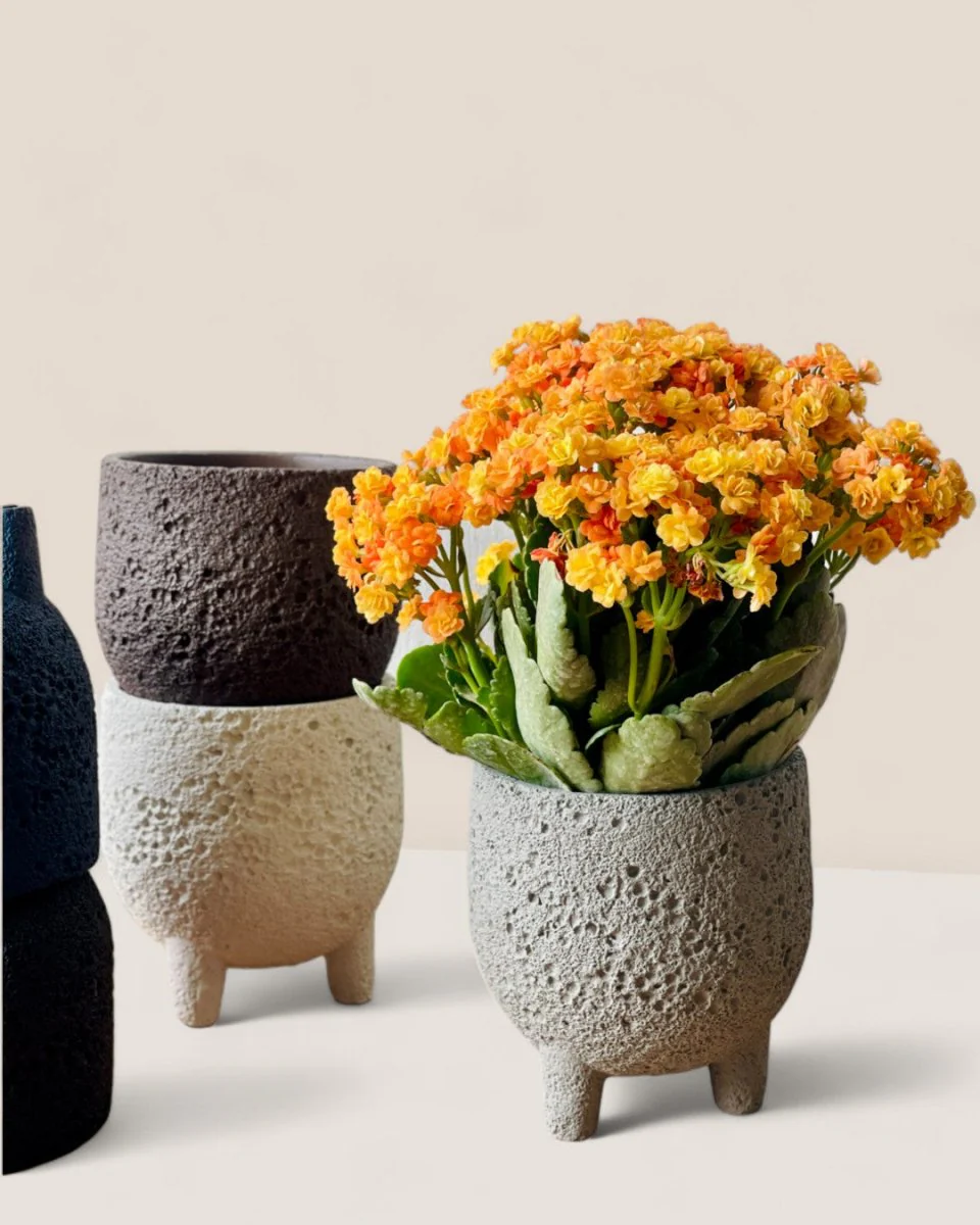 Anya Cement Pot - Small - Image 7