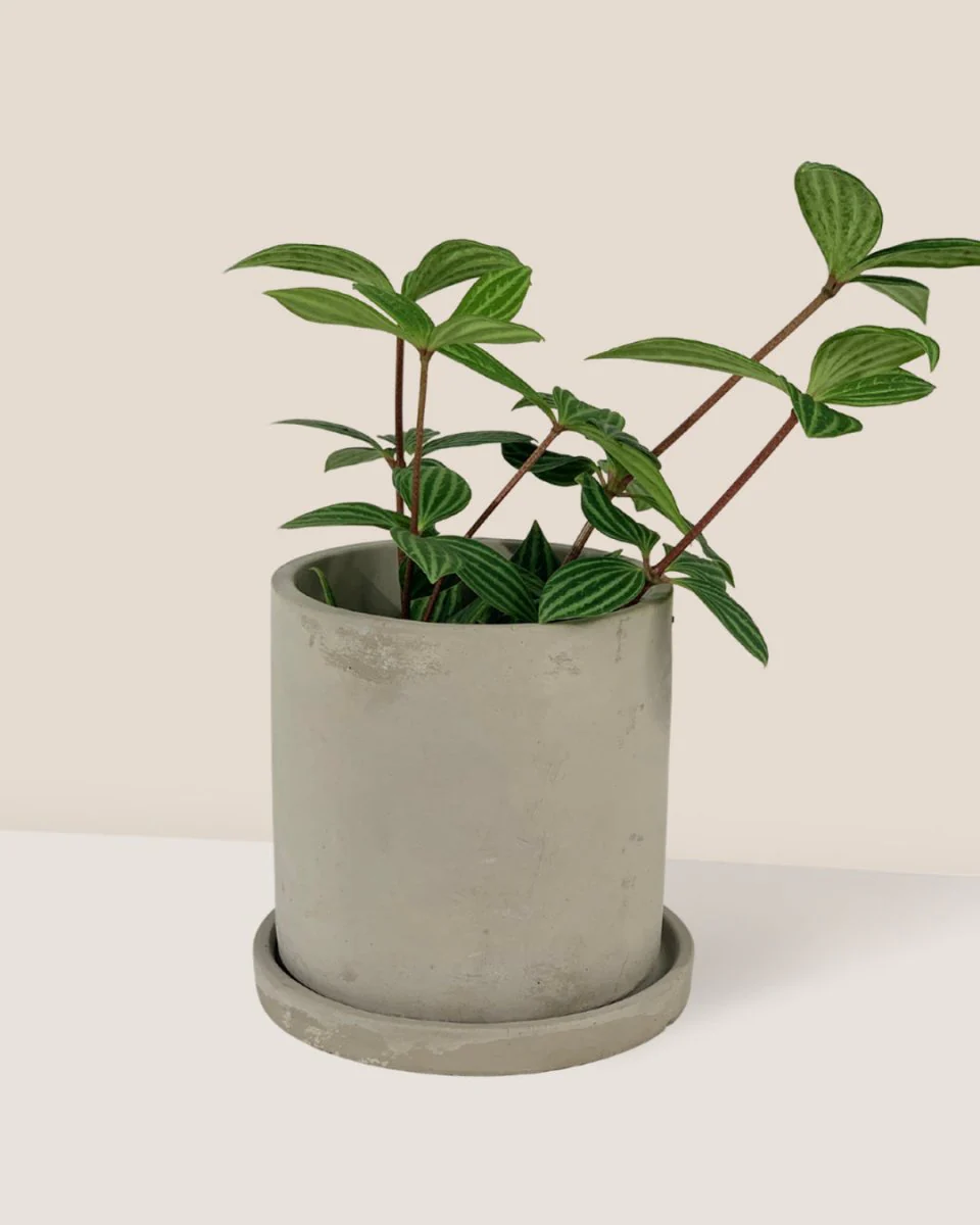 Smoffy Cement Planter - Small - Image 2